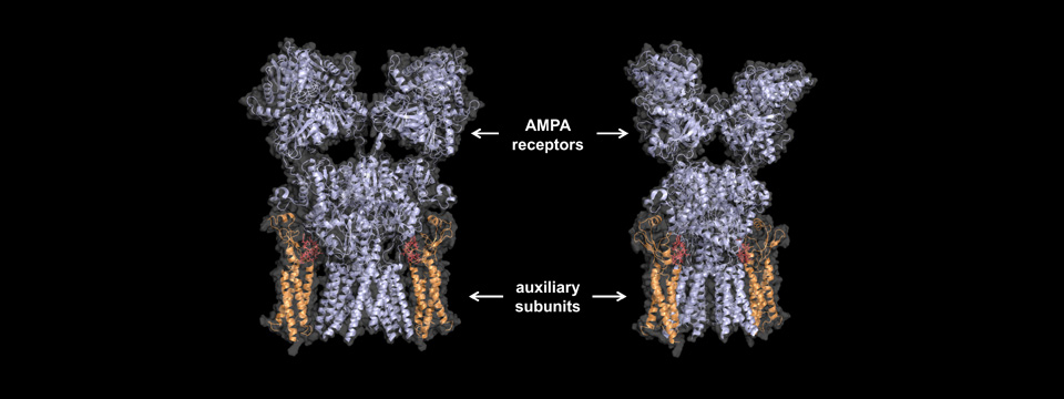AMPAR Signaling Complex AMPAR Signaling Complex