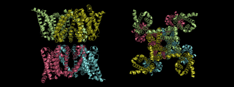 NaV-Ab Structure NaV-Ab Structure
