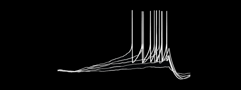 Spikes in cerebellar stellate cells