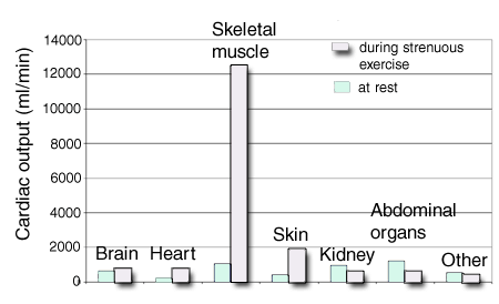 Blood Pressure While Exercising Chart