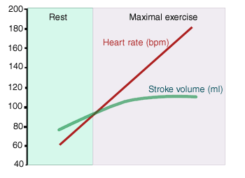 how does blood pressure change after exercise