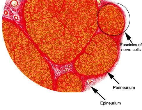 peripheral nerve histology cross section