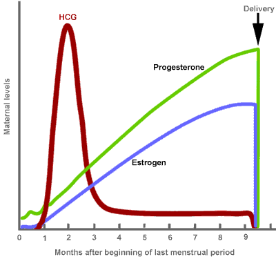Estrogen levels during steroid cycle