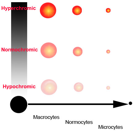 Mcv Levels Chart