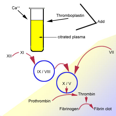 Blood Hemostasis: PT PTT tests